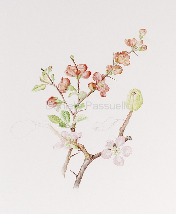 Cydonia japonica.jpg