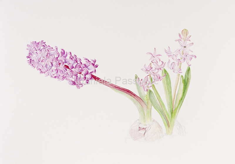 Hyacinthus.jpg