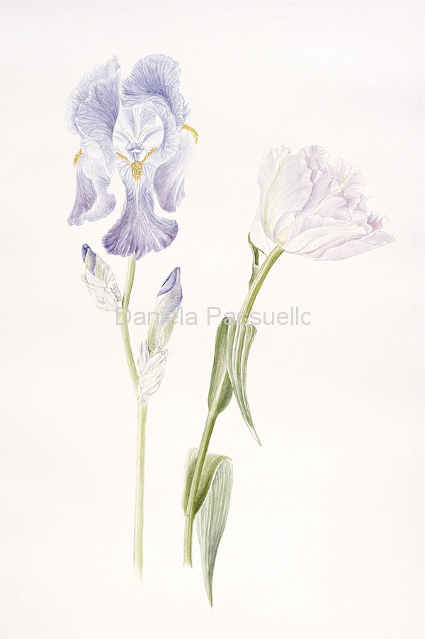 Iris barbata e Tulipa Angelique.jpg