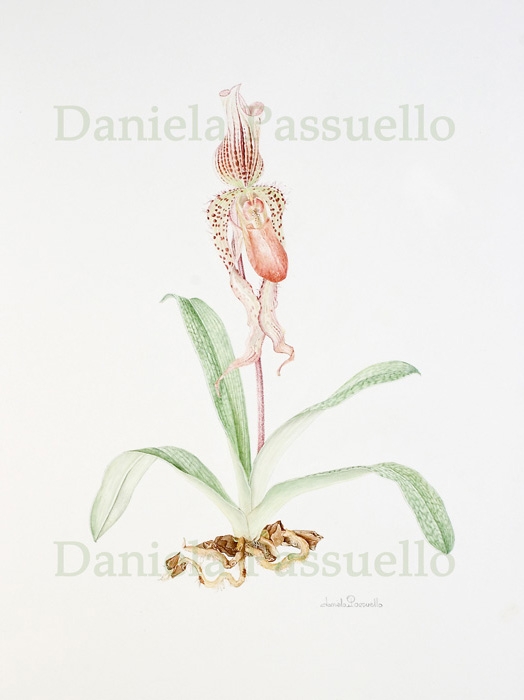 Paphlopedilum Sanderlanu