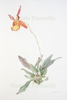 Oncidium